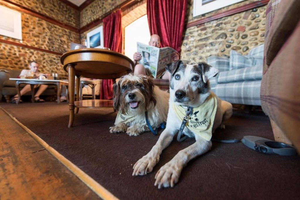 dogs_hotel_cafe
