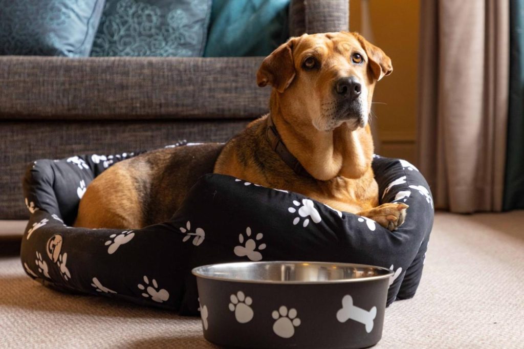 dog_food