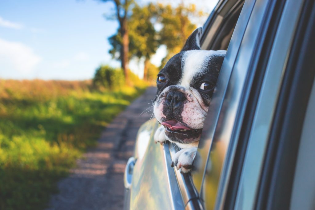 dog_in_car