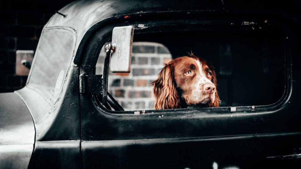 dog_in_the_car