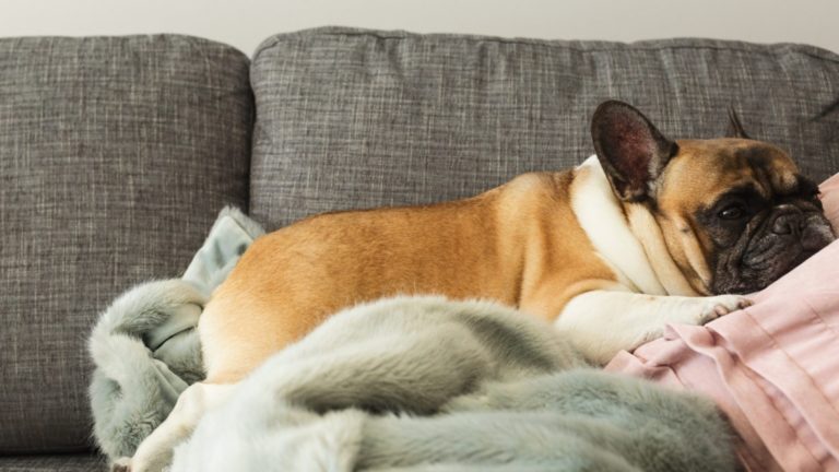 Top 5 Affordable Dog-Friendly Hotels in the UK