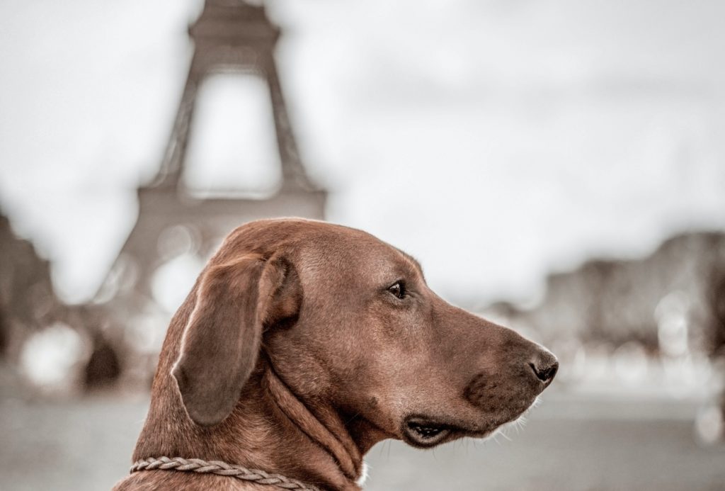 dog_in_paris